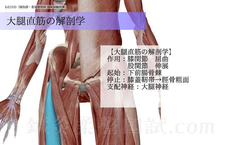 解剖学 ゴロとイラストで覚える 股関節屈曲に働く筋肉 森元塾 国家試験対策 Note 解剖学 ゴロとイラストで覚える 股関節屈曲に働く筋肉 森元塾 国家試験対策 Note