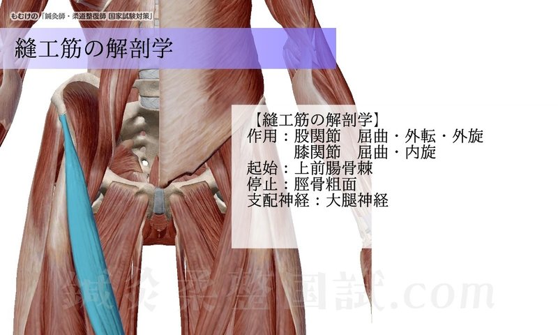 解剖学 ゴロとイラストで覚える 股関節屈曲に働く筋肉 森元塾 国家試験対策 Note 解剖学 ゴロとイラストで覚える 股関節屈曲に働く筋肉 森元塾 国家試験対策 Note