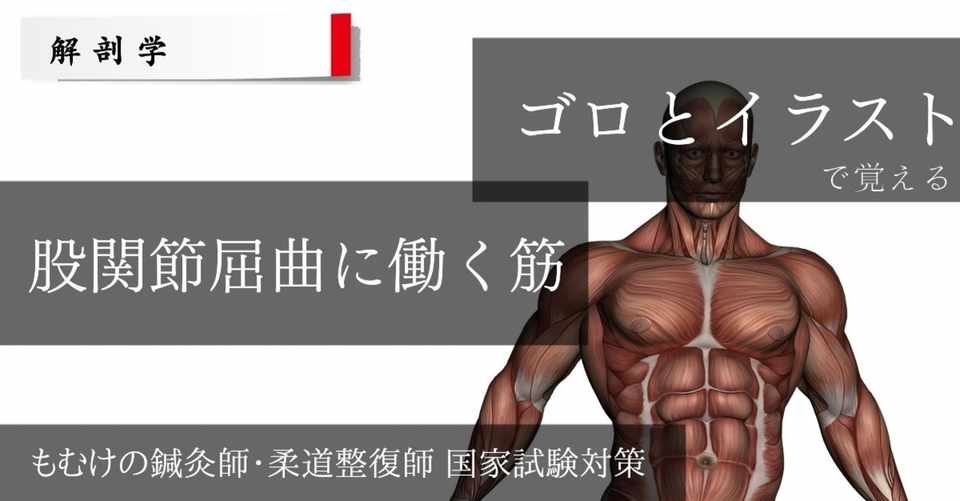 解剖学 ゴロとイラストで覚える 股関節屈曲に働く筋肉 もぬけ 国試対策 鍼 柔 あ Note