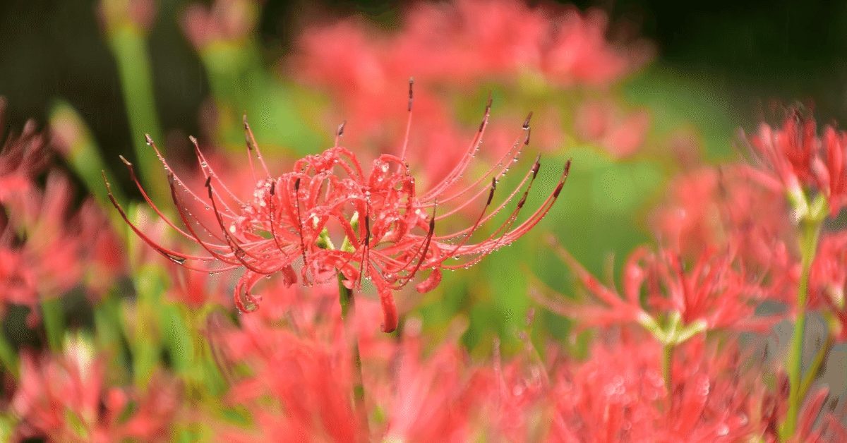 【2025受験】グノーブル2024年9月〜1月　日特　志望校対策（早稲田コース） 2025受験】グノーブル2024年9月〜1月 日特 志望校対策（早稲田