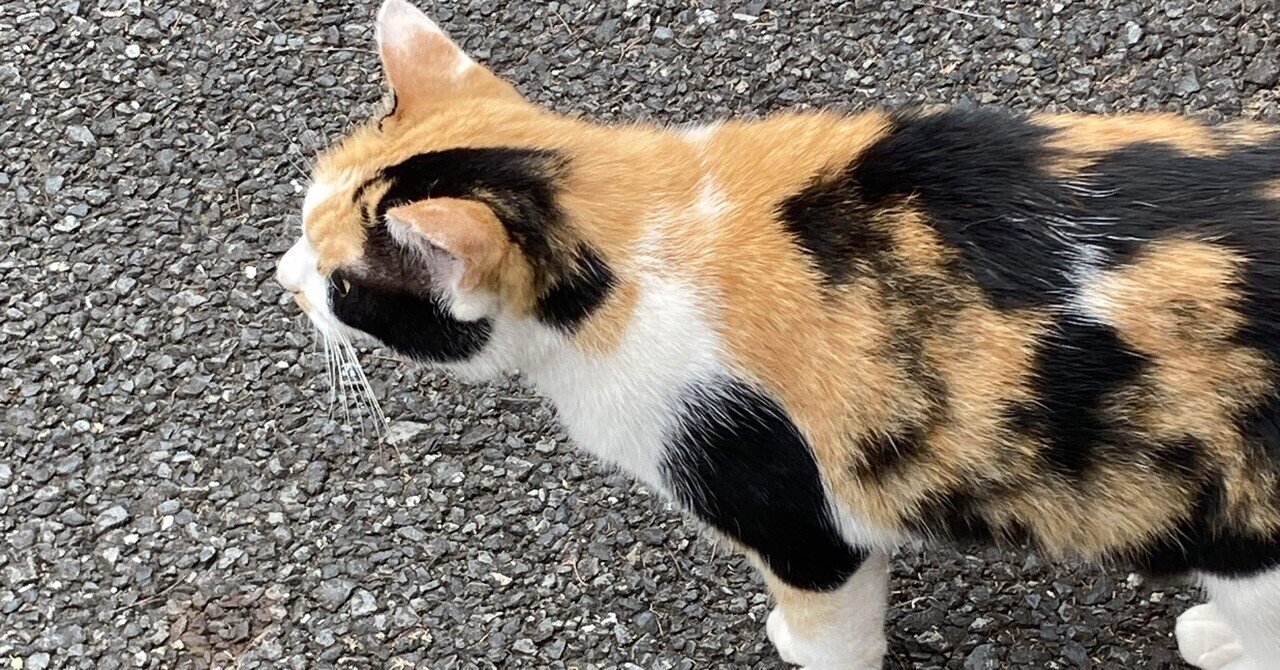 ミケねこ 濃い色ミケちゃん🐱｜もも🐱（大阪市）