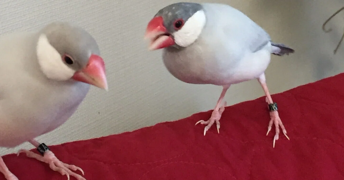 小さな文鳥たち 気の荒い文鳥たちが、さらに攻撃的になる時期に入りました｜pinson_note