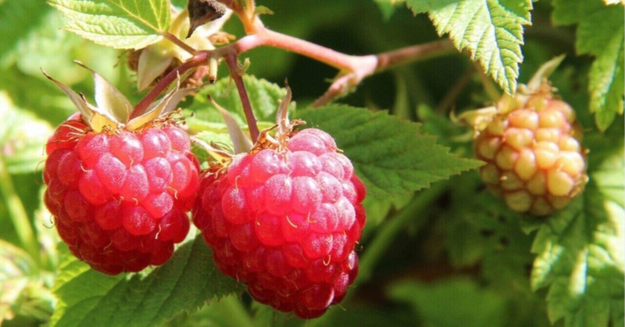 ラズベリーのオススメ品種｜Takanashi