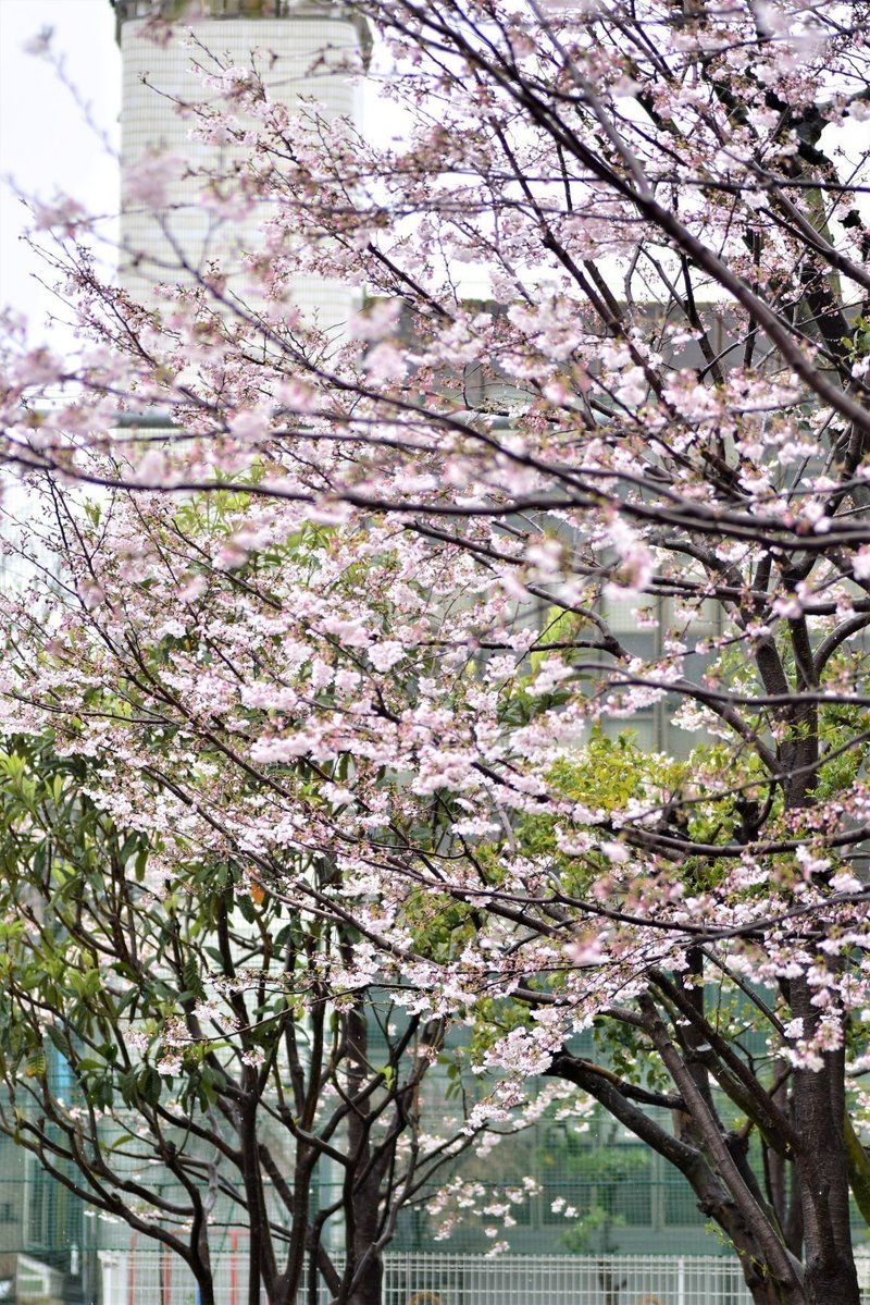 雪と桜と世迷いごと スナフ Note 雪と桜と世迷いごと スナフ Note