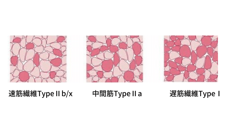 筋繊維ごとのトレーニング 各筋繊維タイプの特徴 トキトレ Jspo At Note