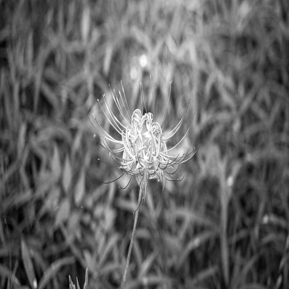 Shot on Leica #03｜モノクロしか撮れないカメラ｜みかづき