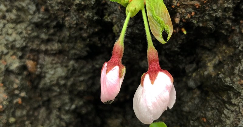 希望の神さま　＆　風の神さまからのメッセージ　2020.3.29.