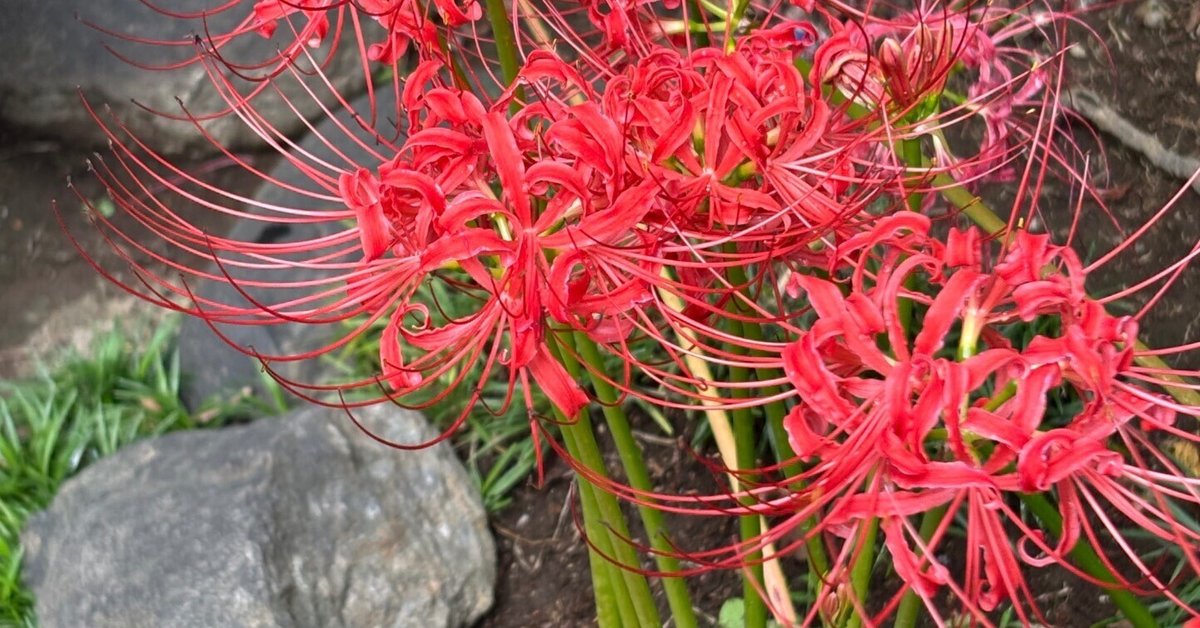 枯れかけ花 sddefault.jpg