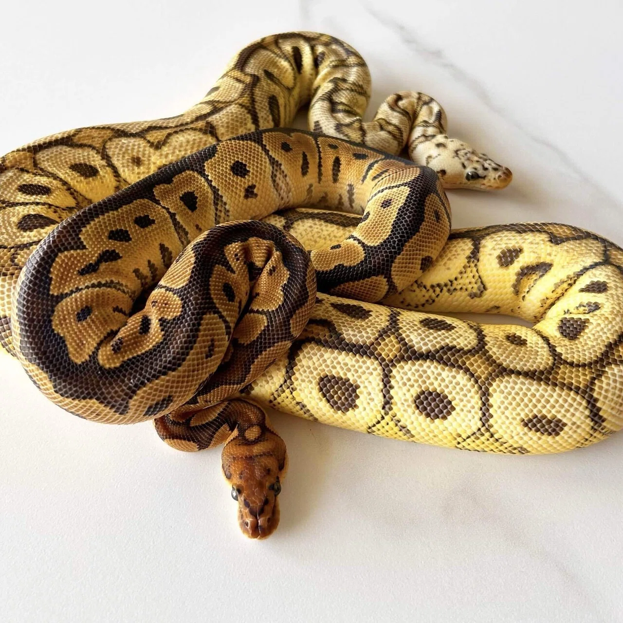 爬虫類・両生類用品 PERFECT BALL PYTHON パーフェクトボールパイソン