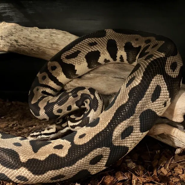 A Story of Species: Ball Python Edition｜爬虫類 れっぷん