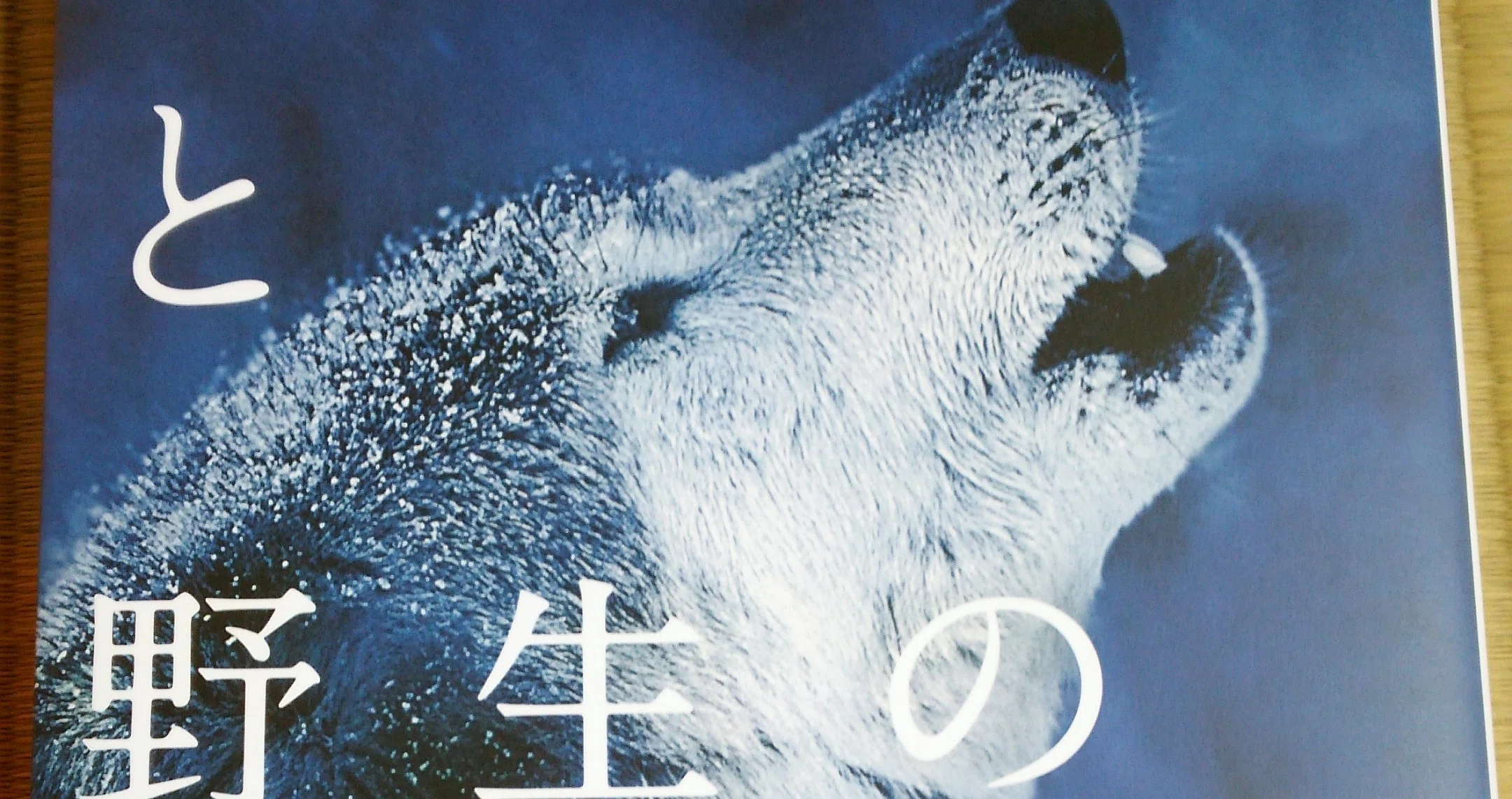 オオカミと野生のイヌ Asano Note