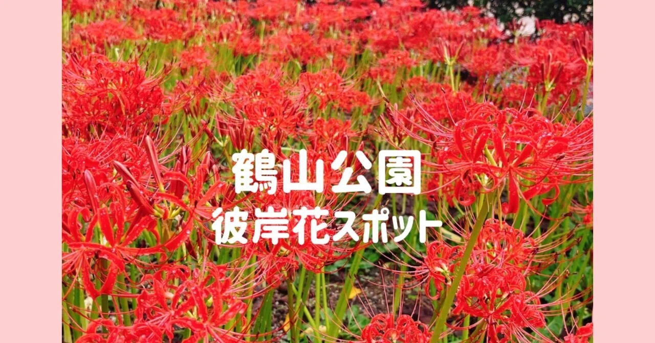 【岡山県北を盛り上げ隊】岡山県北のオススメスポット 鶴山公園 彼岸花スポット|MASA