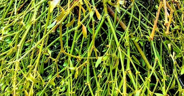 中村久子　和歌色紙 中村久子 和歌色紙