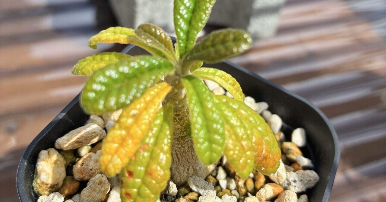 アガベ沼 アガベ沼に落ちた話12「我がアガベ全紹介・アガベ沼の住人となり