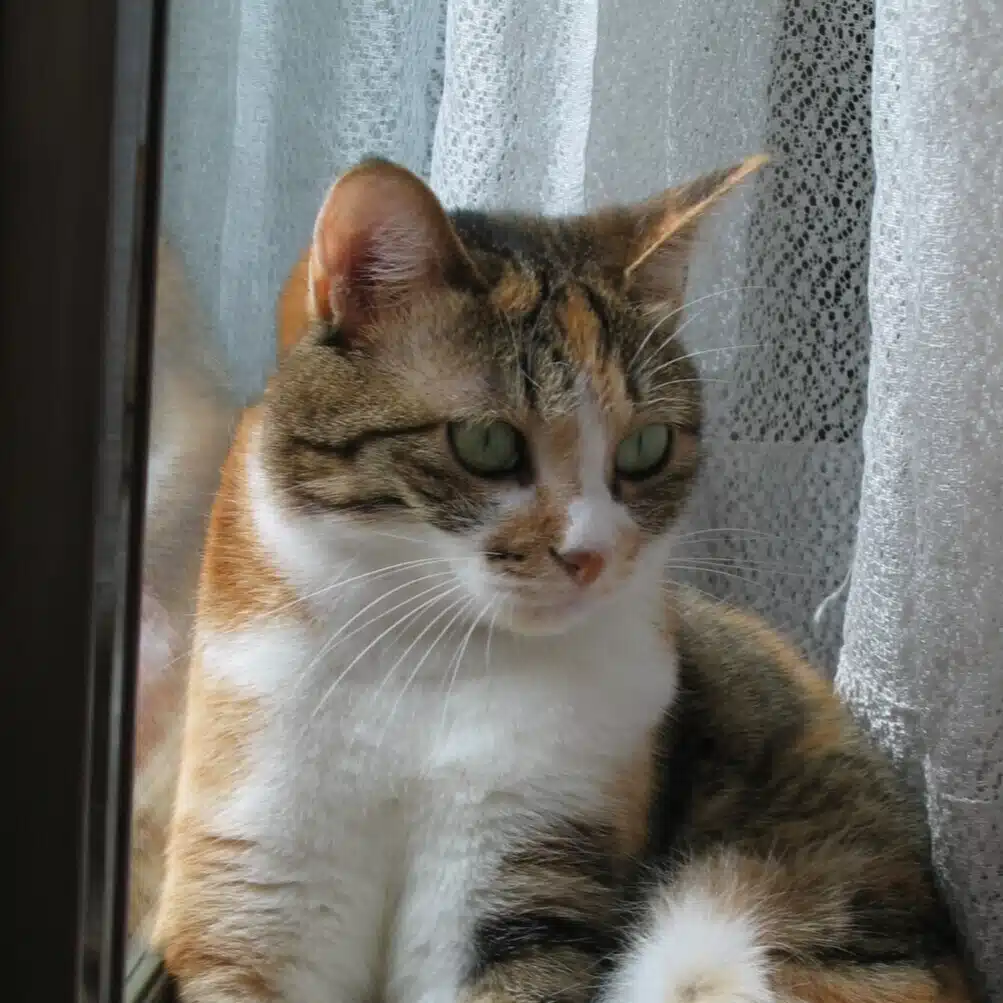まさしば