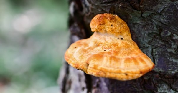 ミナミコアリクイ・ムムちゃんの柵抜き(檻抜き)について考える