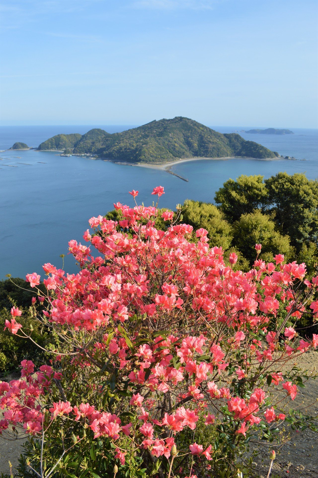 ミツバツツジと「赤石山」。｜おおの たつや