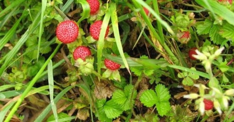 ヘビトンボの季節に自殺した五人姉妹 アリス好きの本棚 猫宮リラ note