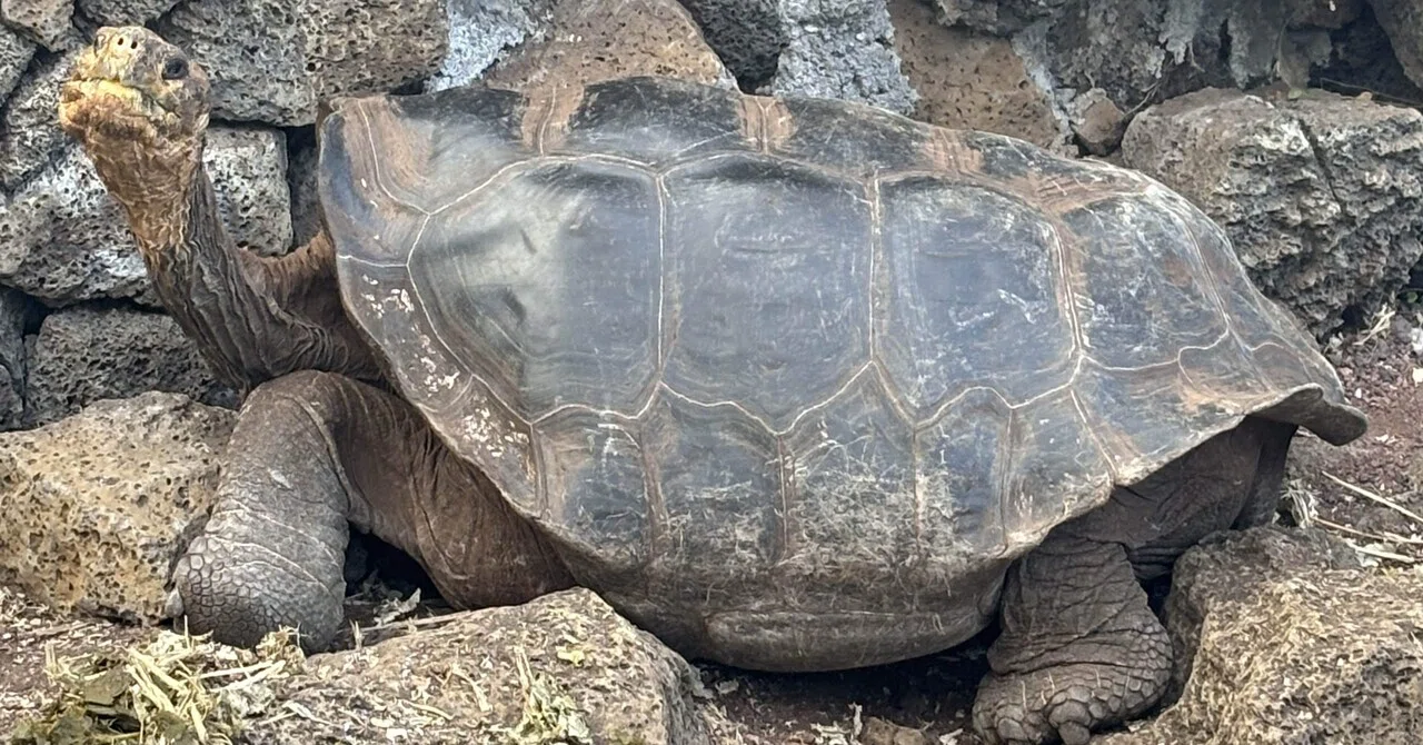 エクアドル旅行紀行③～ガラパゴス入島～｜のぞみ
