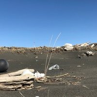 進撃のイモムシ Npo法人えんおこ Note