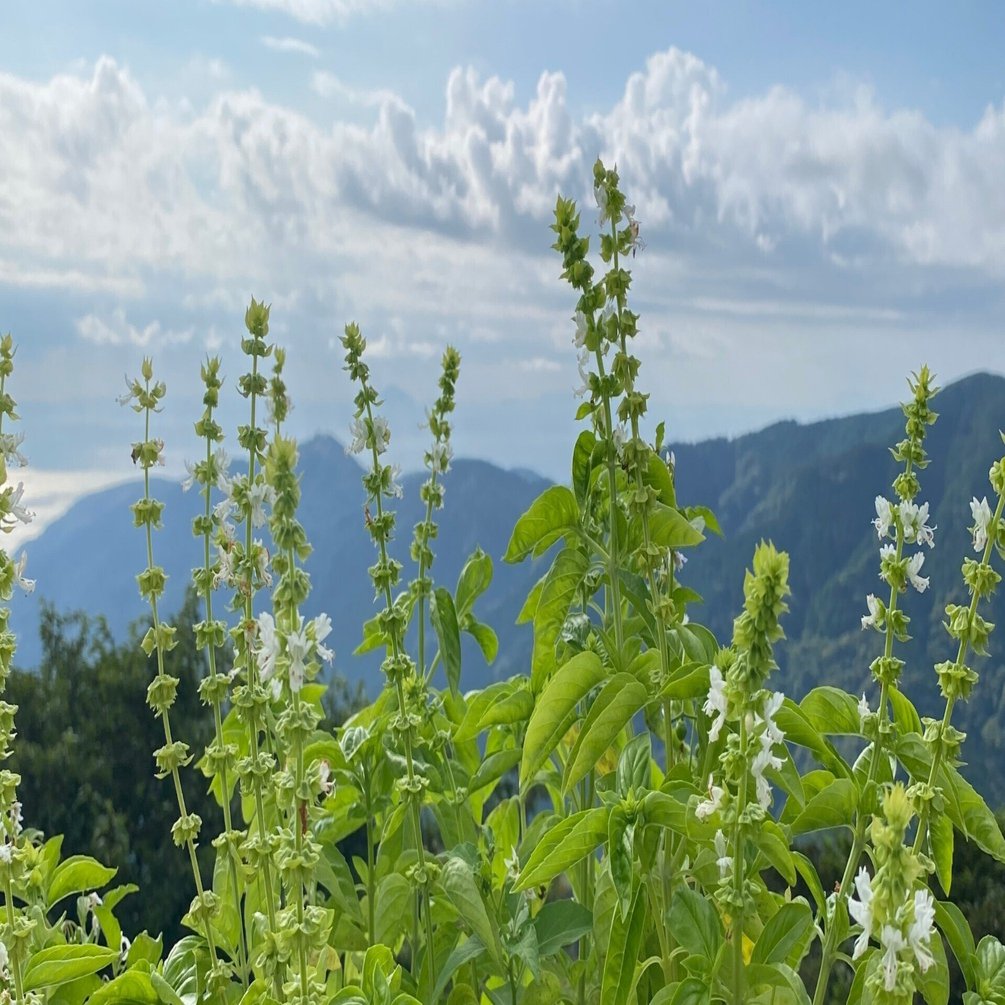 バジルの花穂の使い道｜Rina Matsunaga@Rune Witch