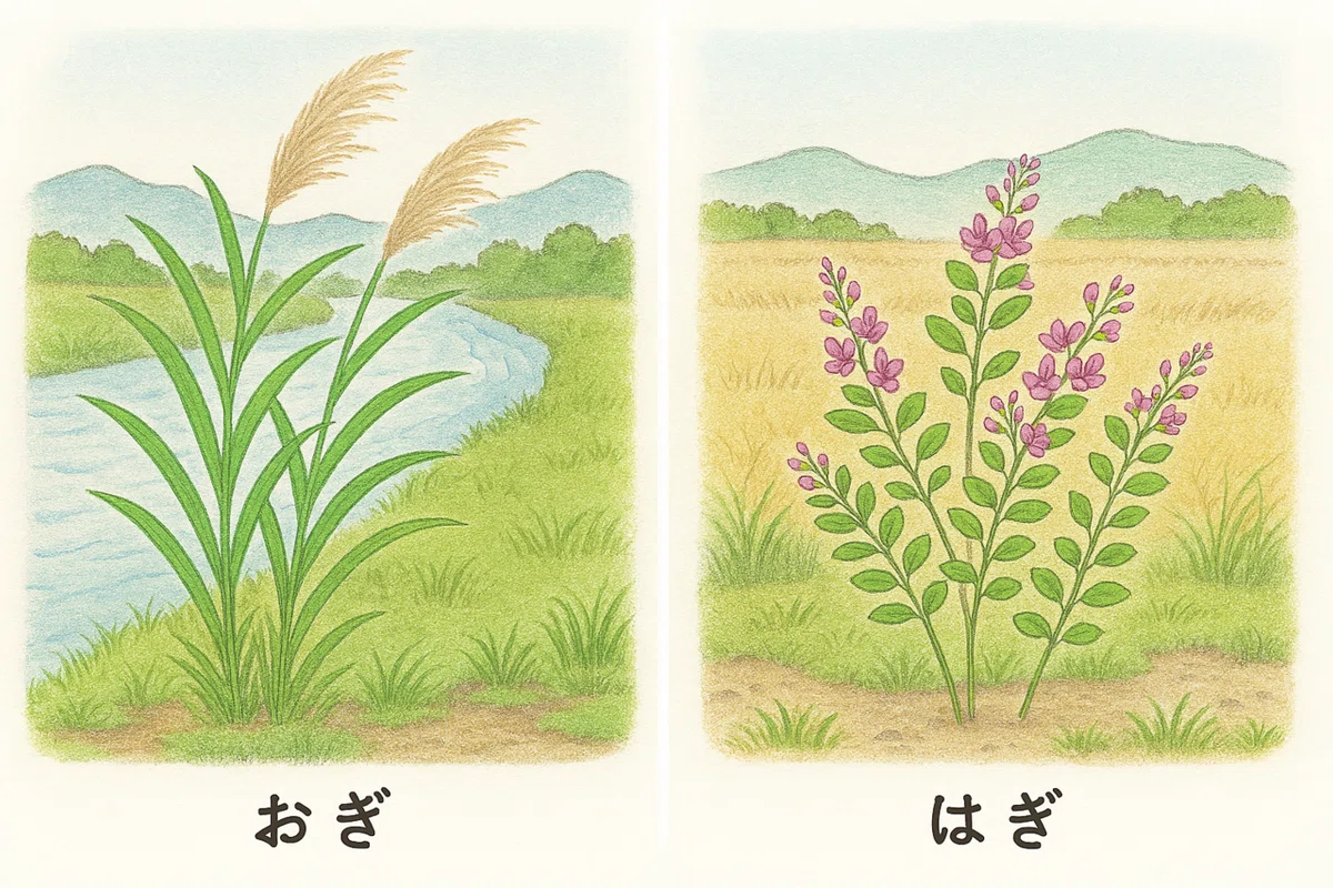 俳句 【荻(おぎ)と萩(はぎ)と芒(すすき)の違い】|猫様とごはん