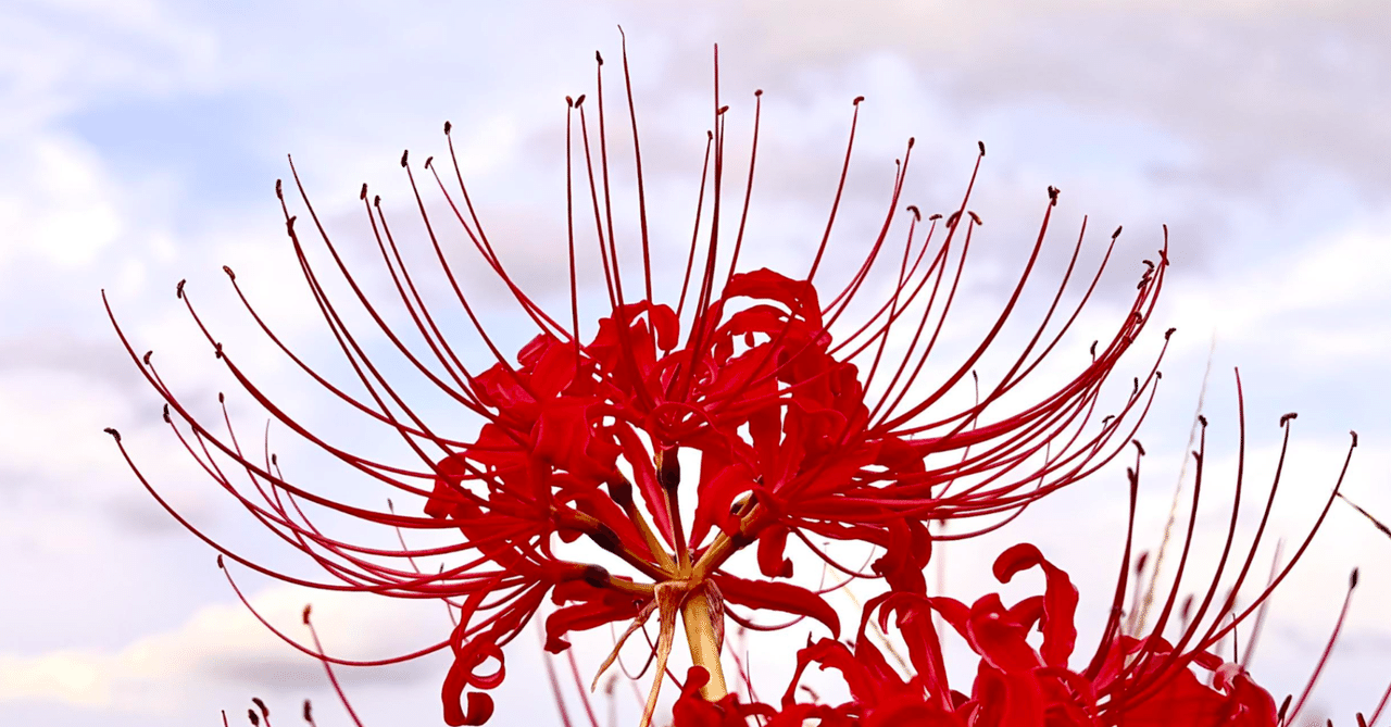 もみ様 曼珠沙華・大判草・たね 【公式通販】