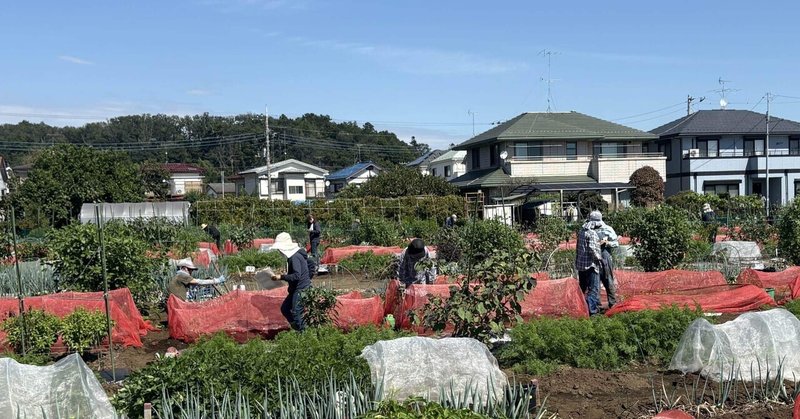 農作業日和 ほうれん草の種をまく