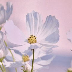 覇王樹の歴史 その2｜短歌の会 覇王樹｜短歌会