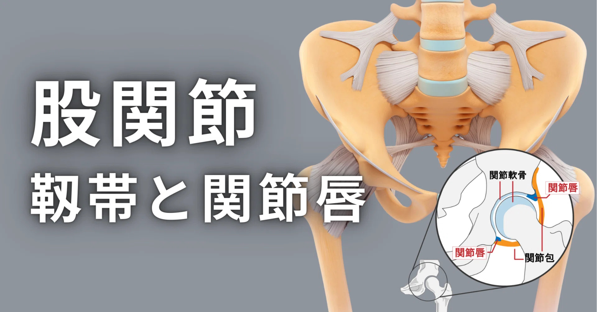 股関節の靱帯と関節唇｜理学療法士による臨床のためのnote