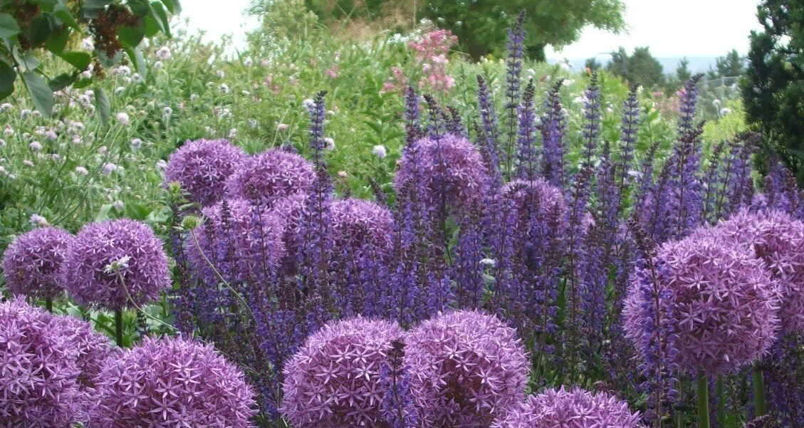 イギリスの花鳥風月｜みに@イングランド｜note