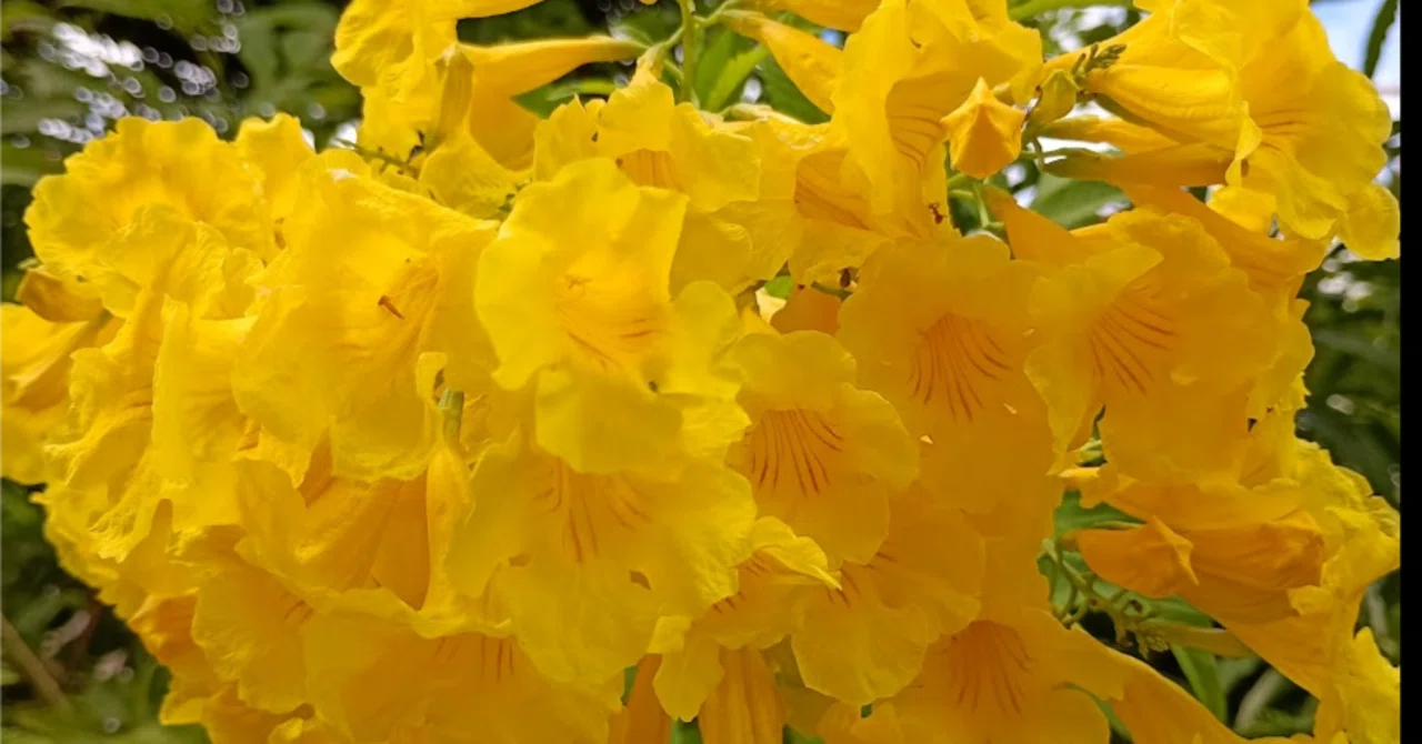キンレイジュ（金鈴樹） 花言葉は、「陽気」と「希望」見ているだけで