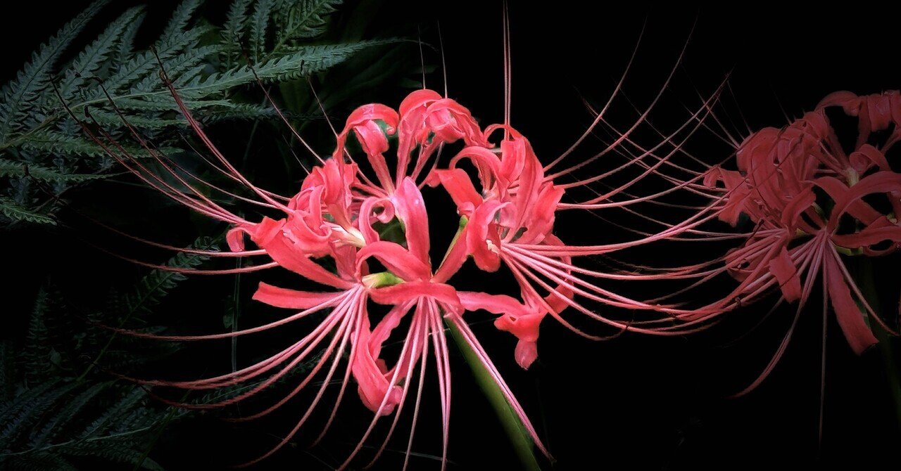 彼岸花」と「曼珠沙華」——天から降る名が、地上で結界になるまで