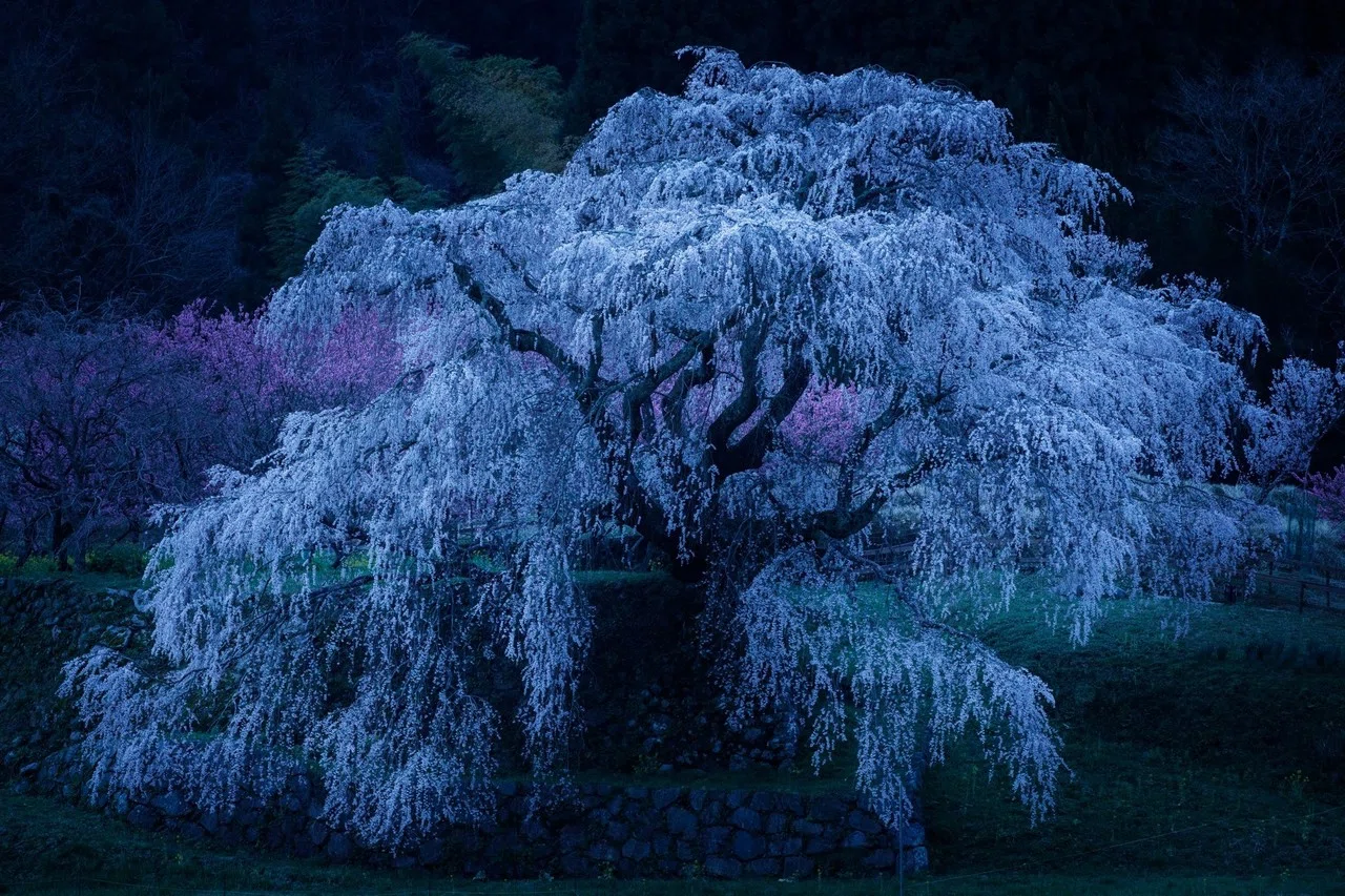 私と又兵衛桜。」｜写真家 竹沢うるま