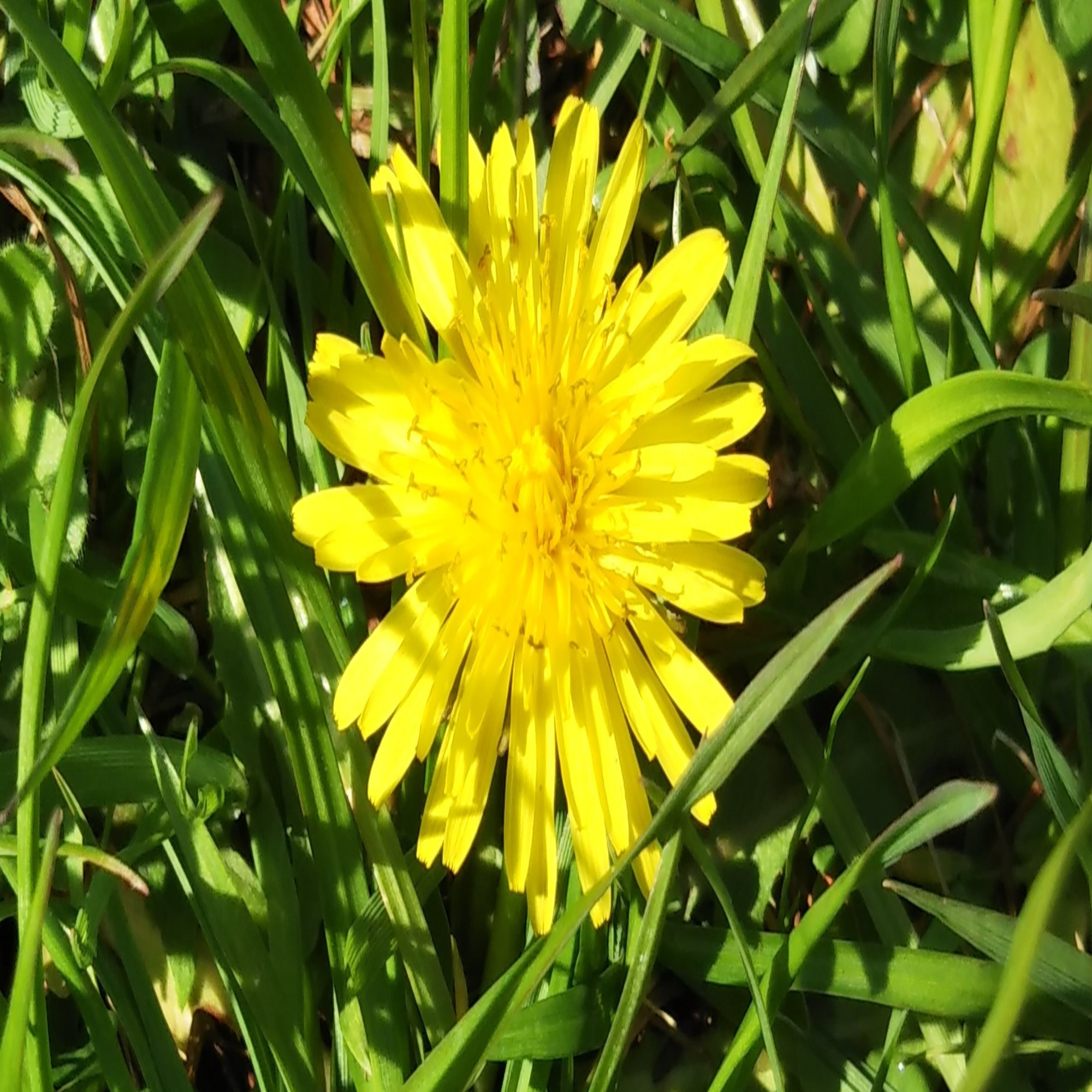 読書感想 時給三 円の死神 にゃる Note