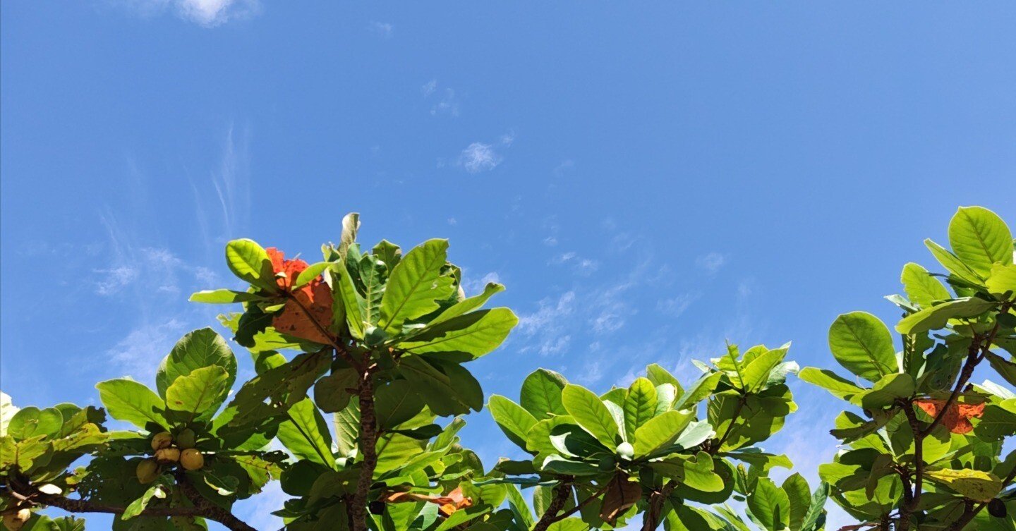 理想のマジックリーフで水質安定と購入者と販売者の基本マニュアル