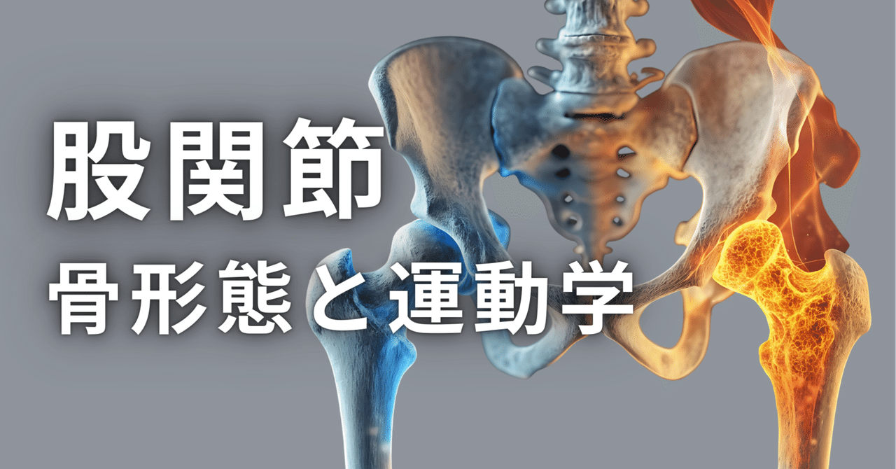 股関節の骨形態と運動学｜理学療法士による臨床のためのnote