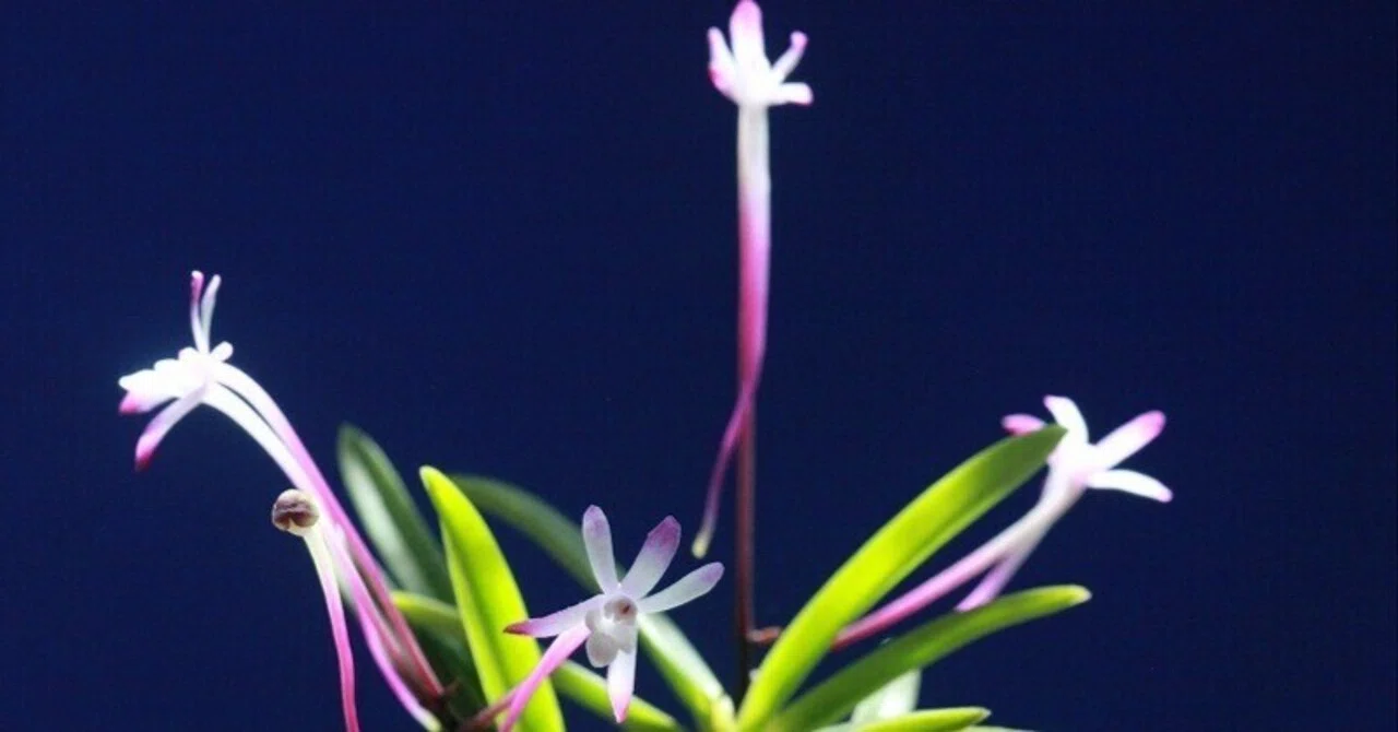 富貴蘭「朱天大王」の花｜KJ Morison