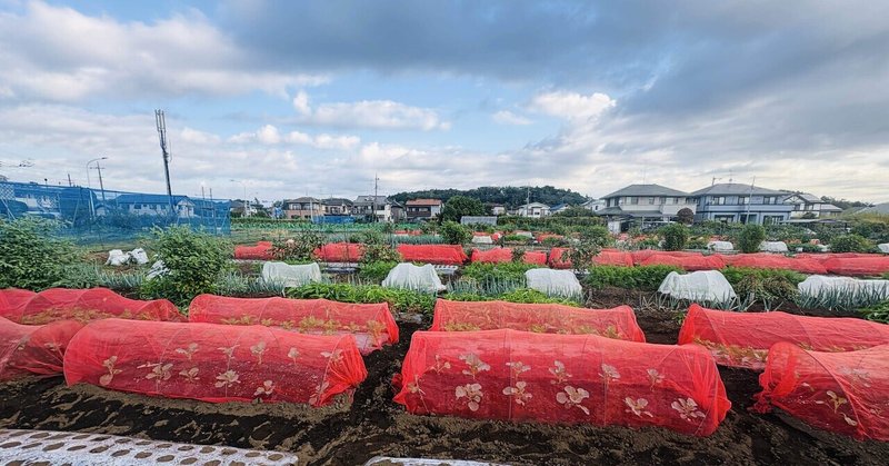 早朝の農園 落花生のためし掘り