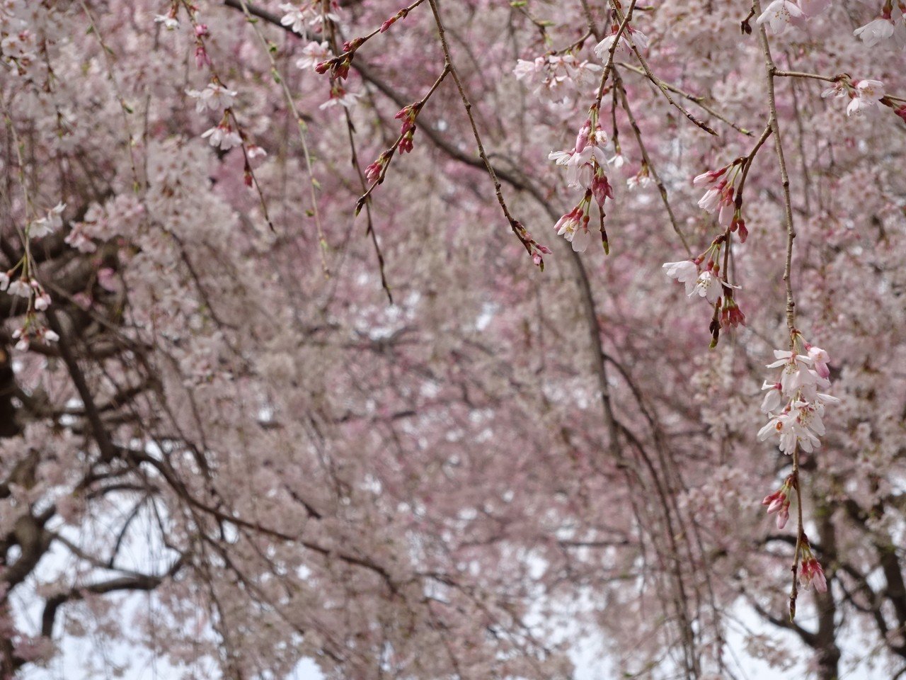 東山動植物園 桜の回廊 おいなごちゃん おいでよ名古屋 Note 東山動植物園 桜の回廊 おいなごちゃん おいでよ名古屋 Note