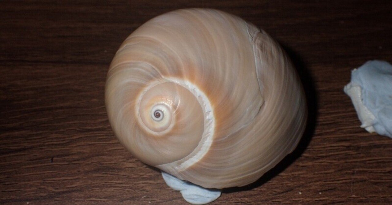 拾いに行くならこんな貝殻⑪チリボタン、コタマガイ、ツメタガイ