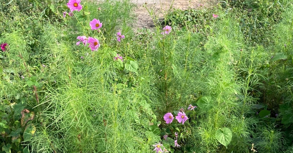 散歩道 散歩道秋を感じる秋桜｜H.Nicky