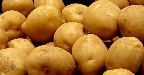 ジャガイモが作ったもの マツコの知らない世界で紹介【期間限定発送】 じゃがいも