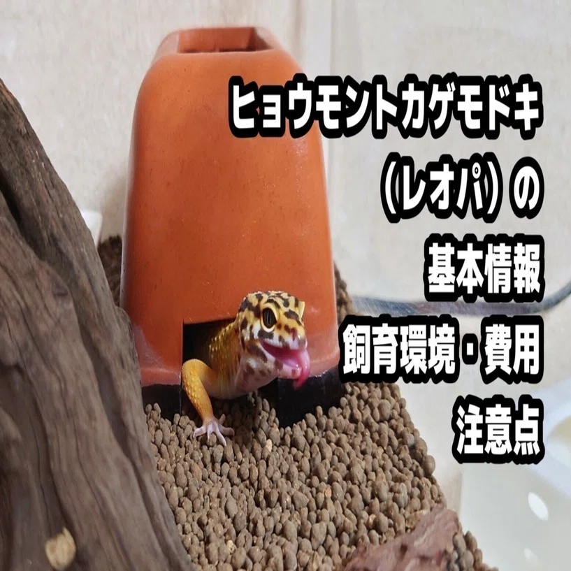 ヒョウモントカゲモドキ（レオパ）の基本情報・飼育環境・飼育初期費用
