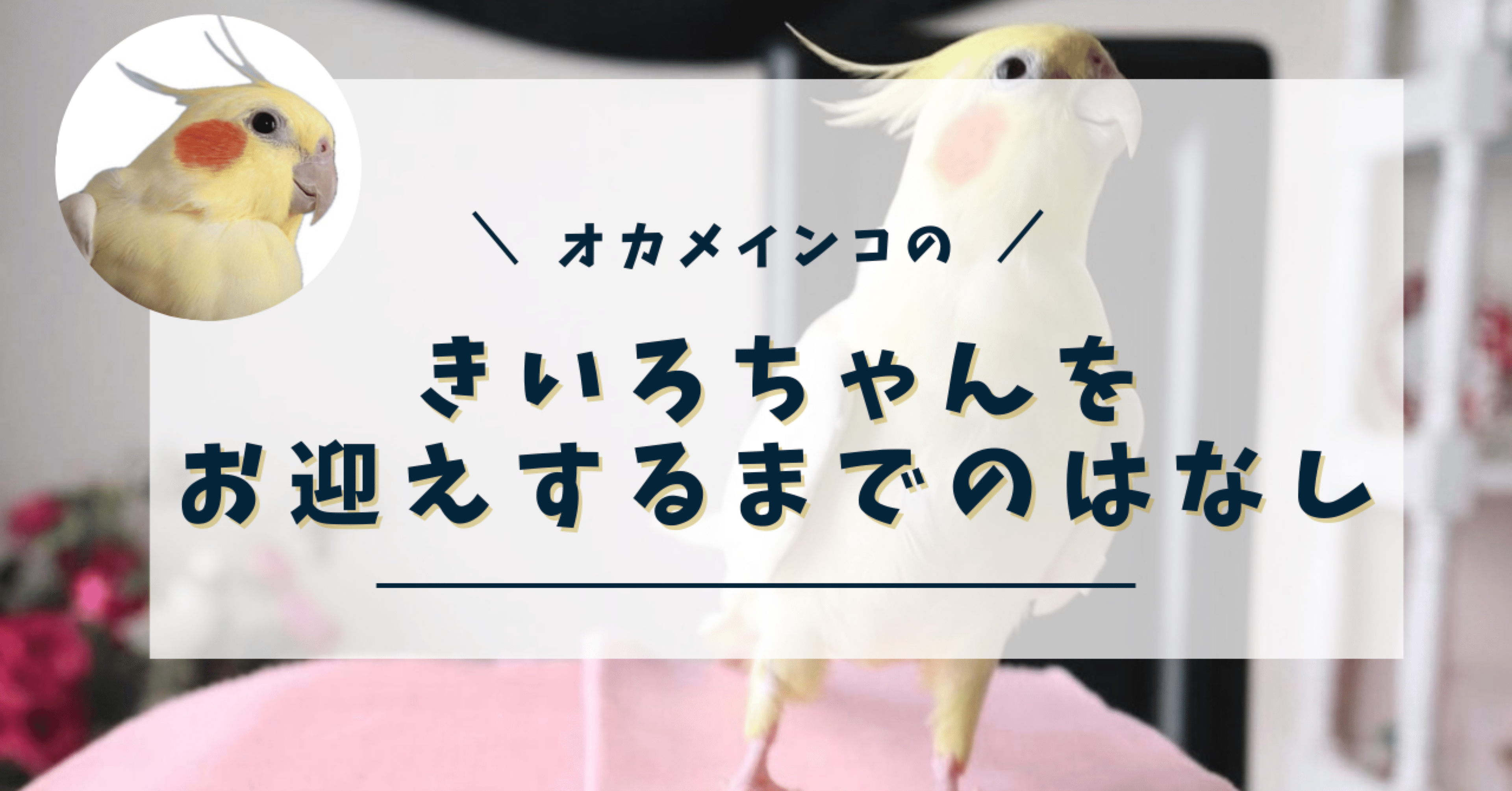 オカメインコのきいろちゃんを迎えるまで】⑥ -さぁ、コーナンへ