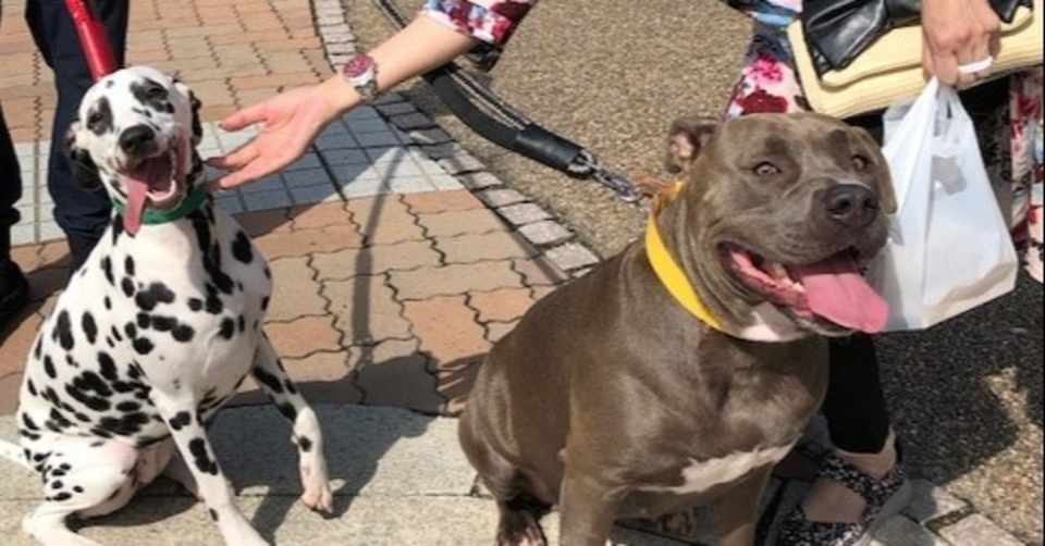 愛犬家パワーをなめんなよ 旅するエステティシャン たかちゃん Note