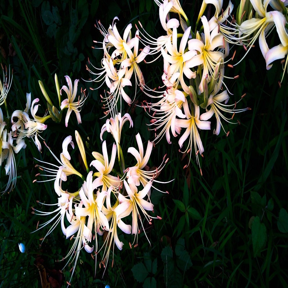 珍しい黄色の彼岸花｜三月兎 sangetto