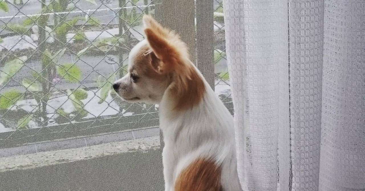 外出せずに犬と家で遊ぶには Natsuko I ヨコハマドッグアカデミー Note