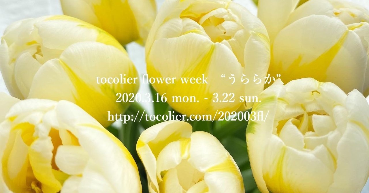 3月の花紹介 チューリップフレミングエビータ Tocolier Note