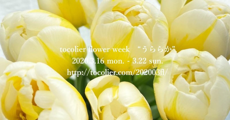 3月の花紹介 チューリップフレミングエビータ Tocolier Note 3月の花紹介 チューリップフレミングエビータ Tocolier Note